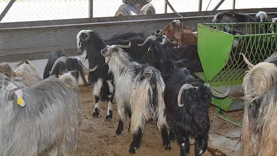 Kurbanlık Satışlarında Yoğunluk Başladı