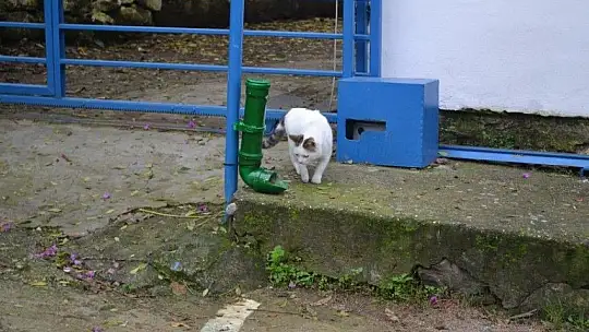 Can dostlara geri dönüşümden mama kapları