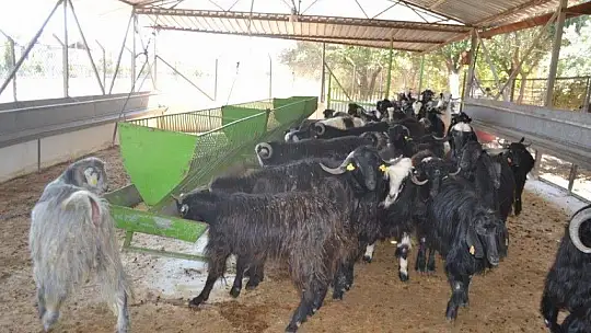 Kurbanlık Satışlarında Yoğunluk Başladı