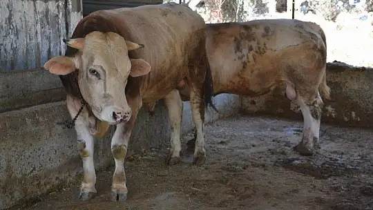 Kurbanlık Satışlarında Yoğunluk Başladı