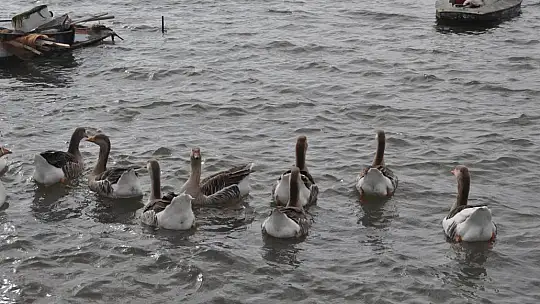Fethiye Ördek Adası'nda Renkli Görüntüler