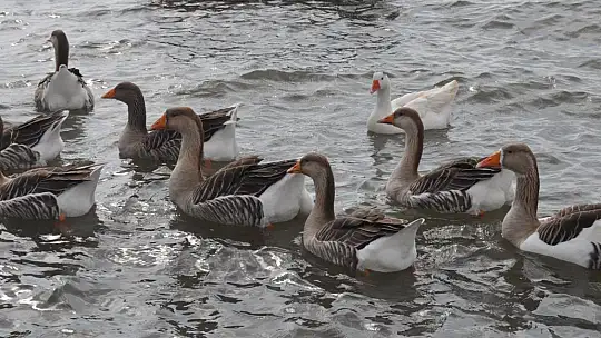 Fethiye Ördek Adası'nda Renkli Görüntüler