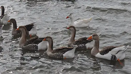 Fethiye Ördek Adası'nda Renkli Görüntüler