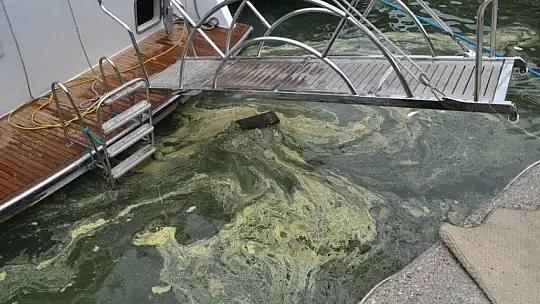 Fethiye körfezindeki sarılık polenlerden, çöpler insanlardan kaynaklanıyor!