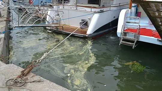 Fethiye körfezindeki sarılık polenlerden, çöpler insanlardan kaynaklanıyor!
