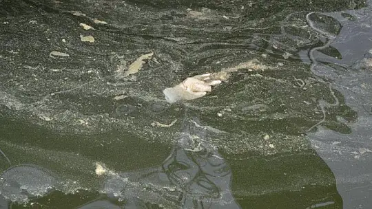 Fethiye körfezindeki sarılık polenlerden, çöpler insanlardan kaynaklanıyor!