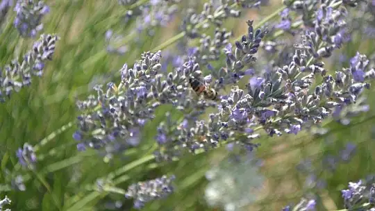 Fethiye'nin Koku Vadisi'nde İlk Hasat