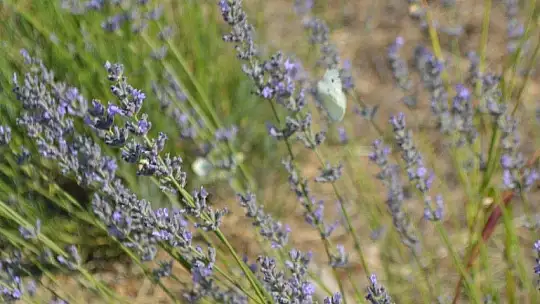 Fethiye'nin Koku Vadisi'nde İlk Hasat