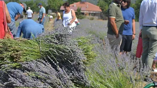 Fethiye'nin Koku Vadisi'nde İlk Hasat