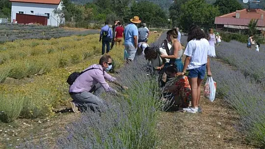 Fethiye'nin Koku Vadisi'nde İlk Hasat