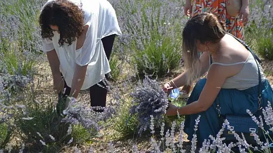 Fethiye'nin Koku Vadisi'nde İlk Hasat