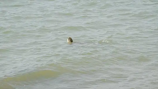 Marina İnşaatı İdare Mahkemesine Taşındı