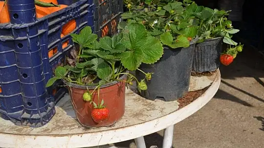 Organik çilek yoğun ilgi görüyor