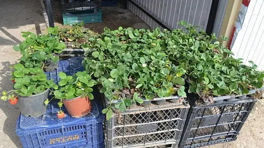 Organik çilek yoğun ilgi görüyor