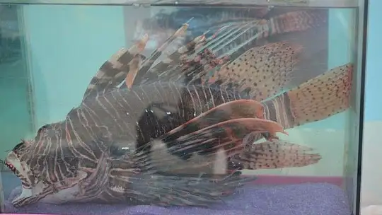 Kaymakam Fırat'tan Göcek Bilim Fuarı'na ziyaret