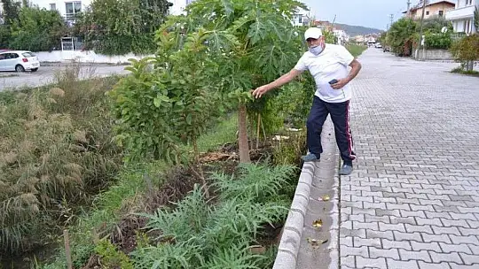 Pandemi dönemini tropikal meyve üreterek geçiriyor