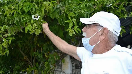 Pandemi dönemini tropikal meyve üreterek geçiriyor