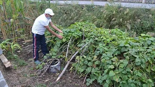 Pandemi dönemini tropikal meyve üreterek geçiriyor