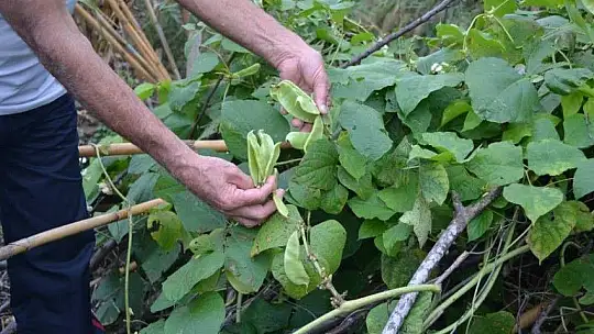Pandemi dönemini tropikal meyve üreterek geçiriyor