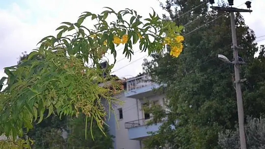 Pandemi dönemini tropikal meyve üreterek geçiriyor