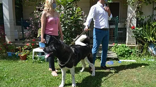 Akita cinsi Şensi isimli köpeğin sahibi konuştu
