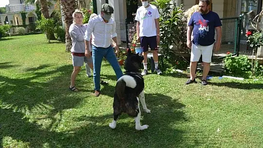 Akita cinsi Şensi isimli köpeğin sahibi konuştu