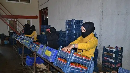 Domateste kota artışı fiyatlara yansıdı mı?