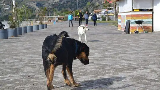 56 saatlik kısıtlamada denize bile girdiler