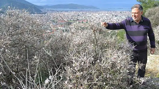 Fethiye'de bademler çiçek açtı