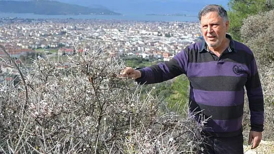 Fethiye'de bademler çiçek açtı