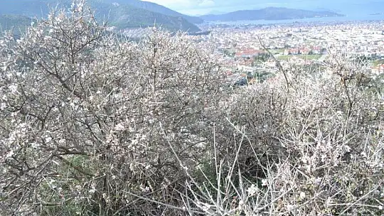 Fethiye'de bademler çiçek açtı