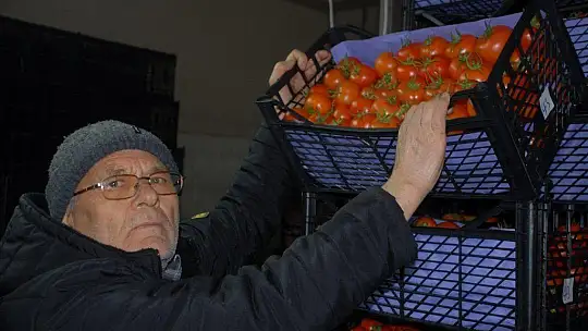 Fethiye üreticisi yeni kotayı bekliyor