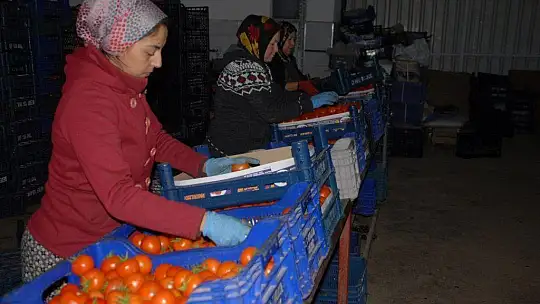 Fethiye üreticisi yeni kotayı bekliyor