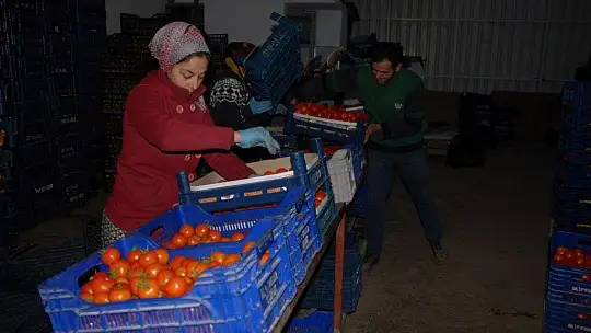 Fethiye üreticisi yeni kotayı bekliyor
