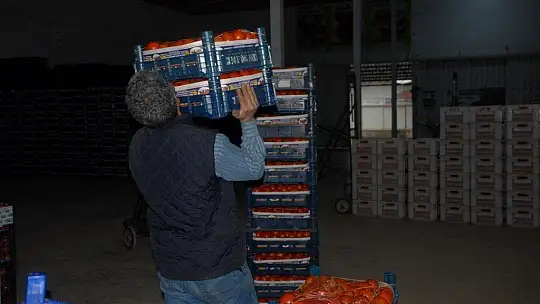 Fethiye üreticisi yeni kotayı bekliyor