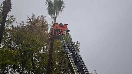 Fırtınada tehlike oluşturabilecek ağaçlar budandı