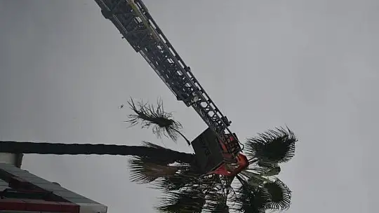Fırtınada tehlike oluşturabilecek ağaçlar budandı