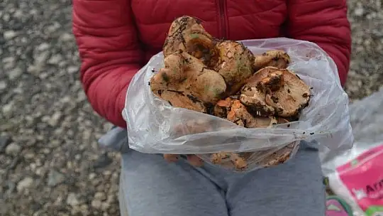 Çıntar mantarını hem satıyor hem de hediye ediyor