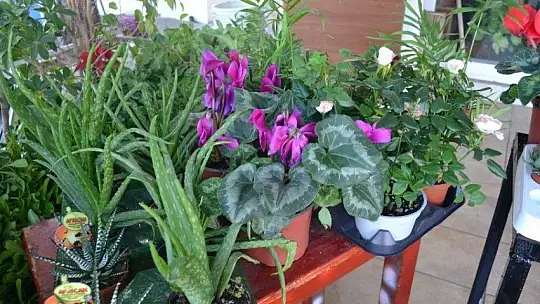 Çiçekçiler Sevgililer Günü'ne hazır 