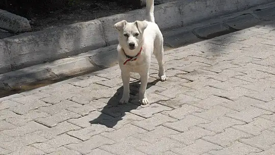 Fethiye'de Yasak Sessizliği
