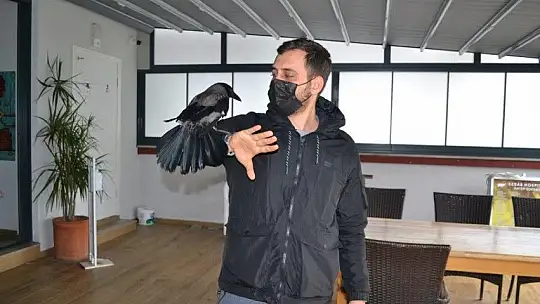 Ağaçtan düşen kargaya sahip çıktılar