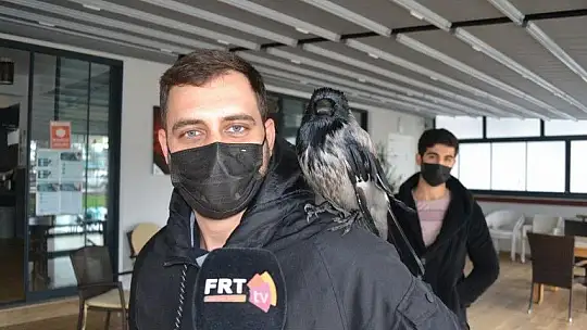 Ağaçtan düşen kargaya sahip çıktılar