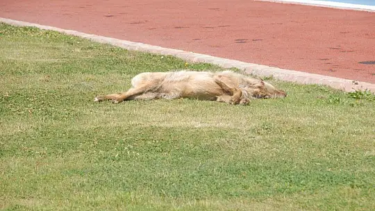 Fethiye'de Kısıtlama Sessizliği