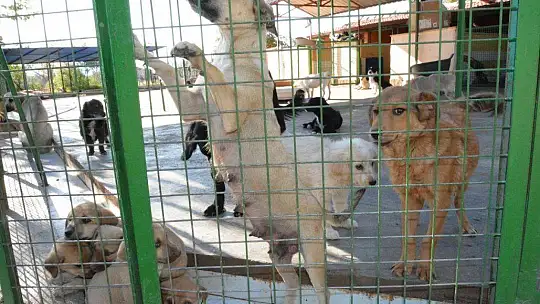 Can dostlara sobalı koruma