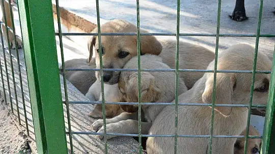 Bir batında 12 yavru doğurdu