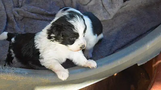 Can dostlara sobalı koruma