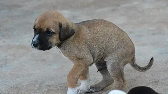 Bir batında 12 yavru doğurdu