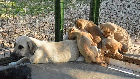Bir batında 12 yavru doğurdu