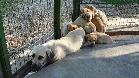 Can dostlara sobalı koruma