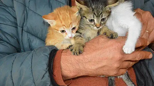 Can dostlara sobalı koruma